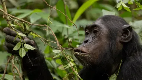 Chimpanzees Drinking an Amount Equal of One Lager Daily from Fermented Produce, Research Finds