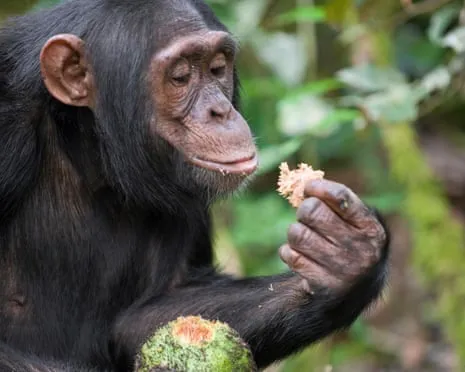 Chimpanzees Drink Daily Alcohol Equivalent to a Beer from Fermented Figs